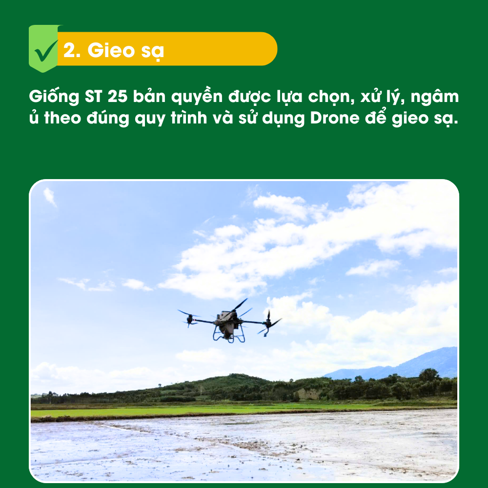 2. Gieo sạ - Quy trình sản xuất lúa gạo VinaGreen