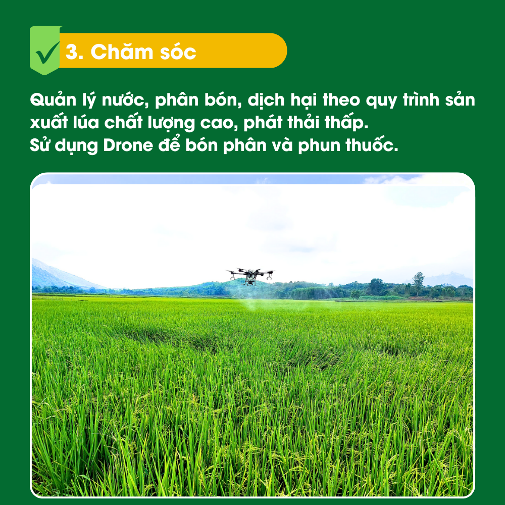 3. Chăm óc - Quy trình Sản Xuất Lúa Gạo VinaGreen.png
