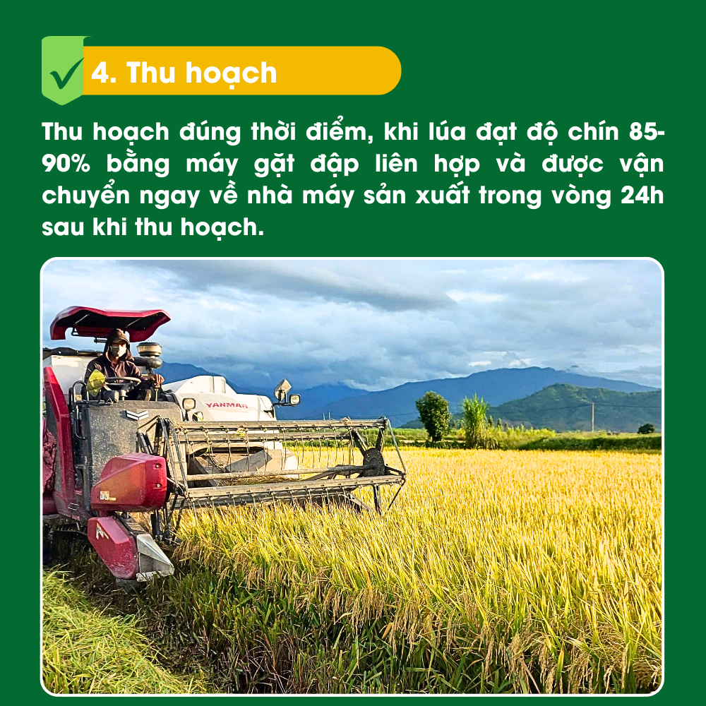 4. Thu hoạch - Quy trình sản xuất lúa gạo VinaGreen