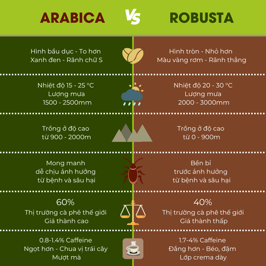 Phân biệt cà phê Arabica và Robusta