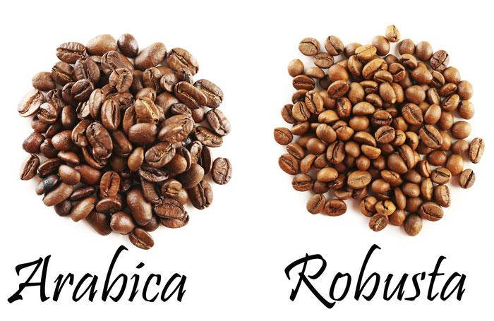 Cách phân biệt cafe Robusta và Arabica