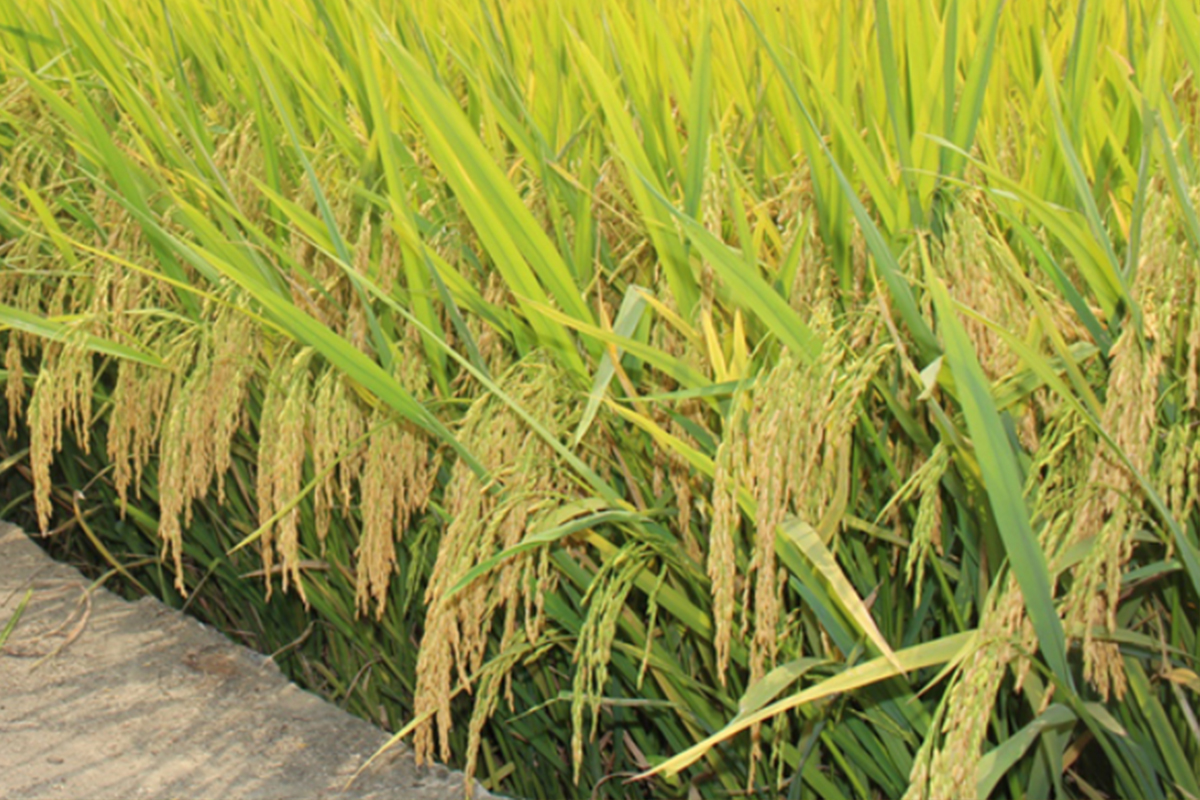 Thu Hoạch ST25 Lúa Tôm VinaGreen