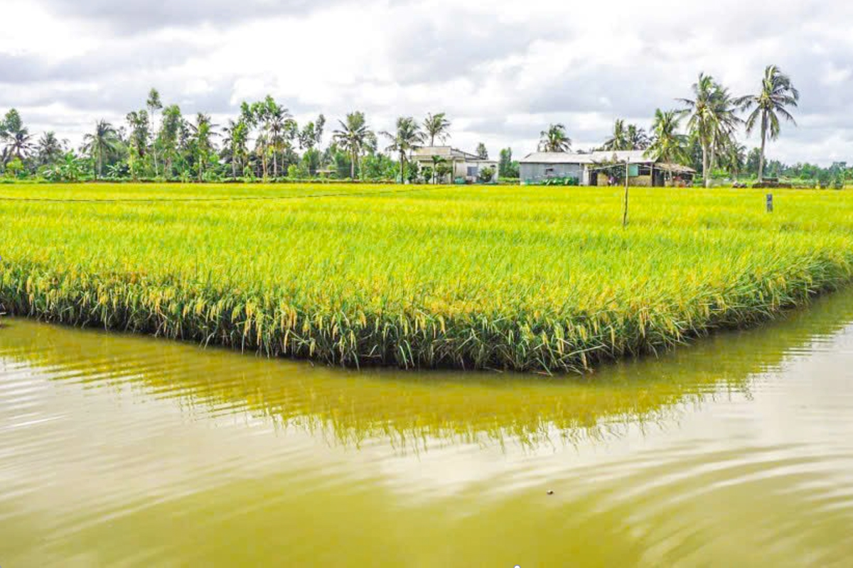 Tiêu Chuẩn Chăm Sóc ST25 Lúa Tôm VinaGreen Dinh dưỡng xanh - Cuộc sống an lành