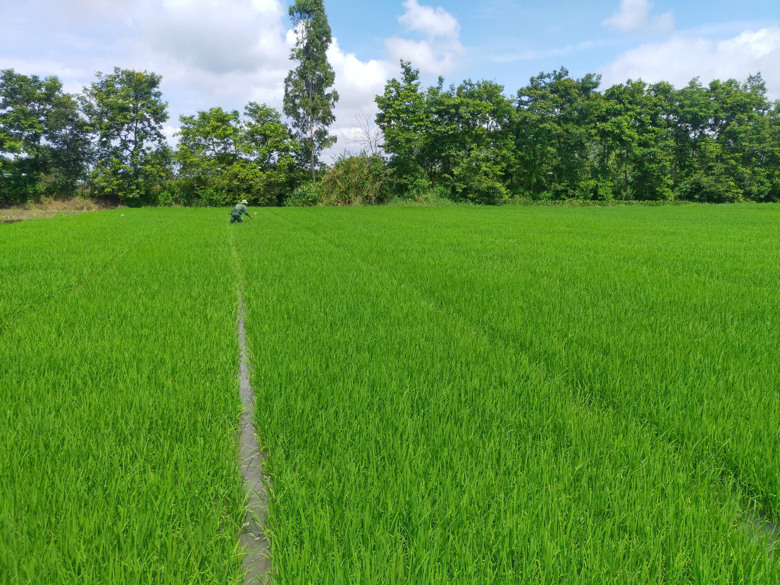 Tiêu chuẩn chăm sóc ST25 Lúa Tôm VinaGreen