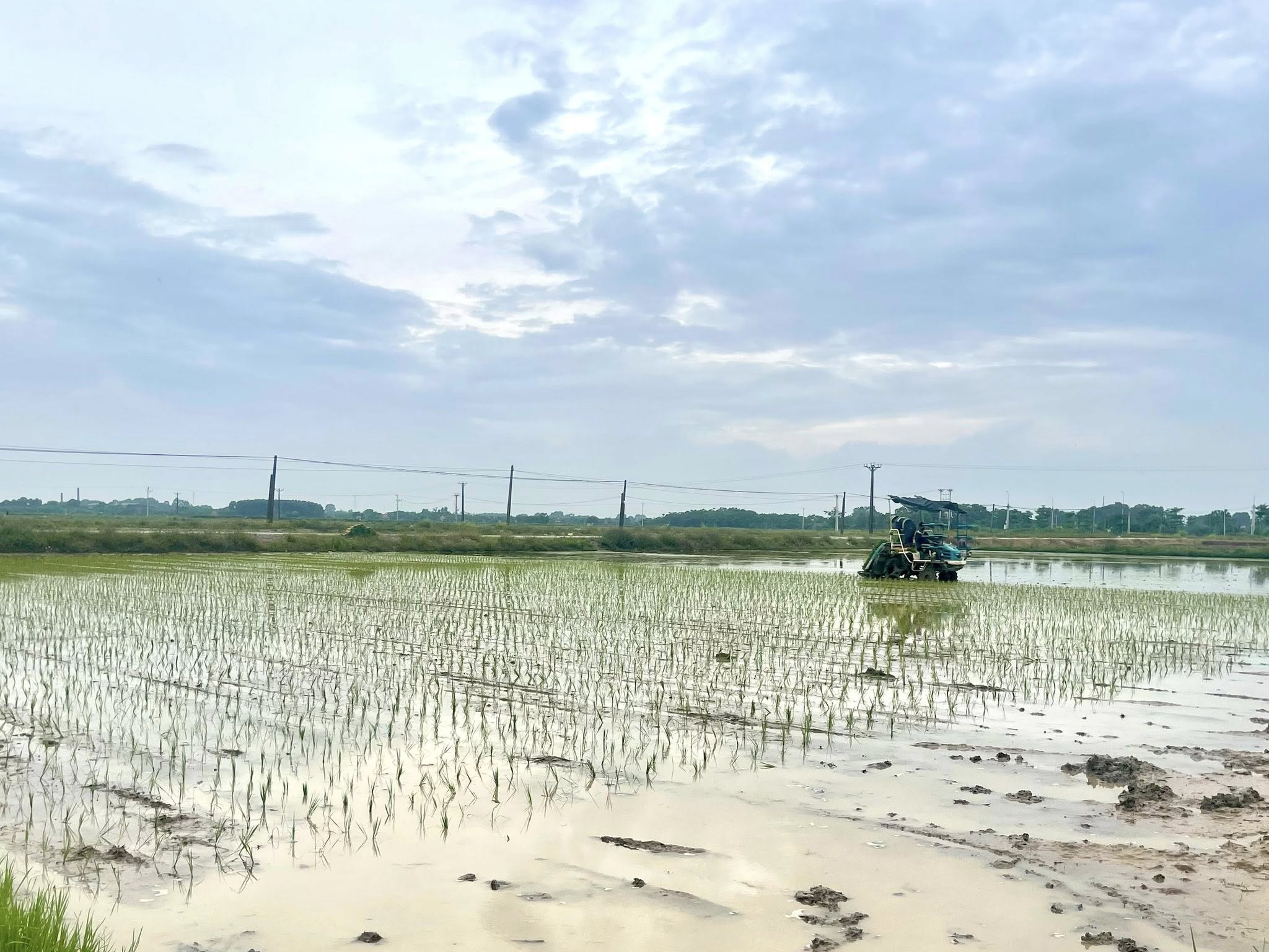 Bà con nông dân hợp tác cùng VinaGreen đang cấy mạ vụ mùa hè thu năm 2025