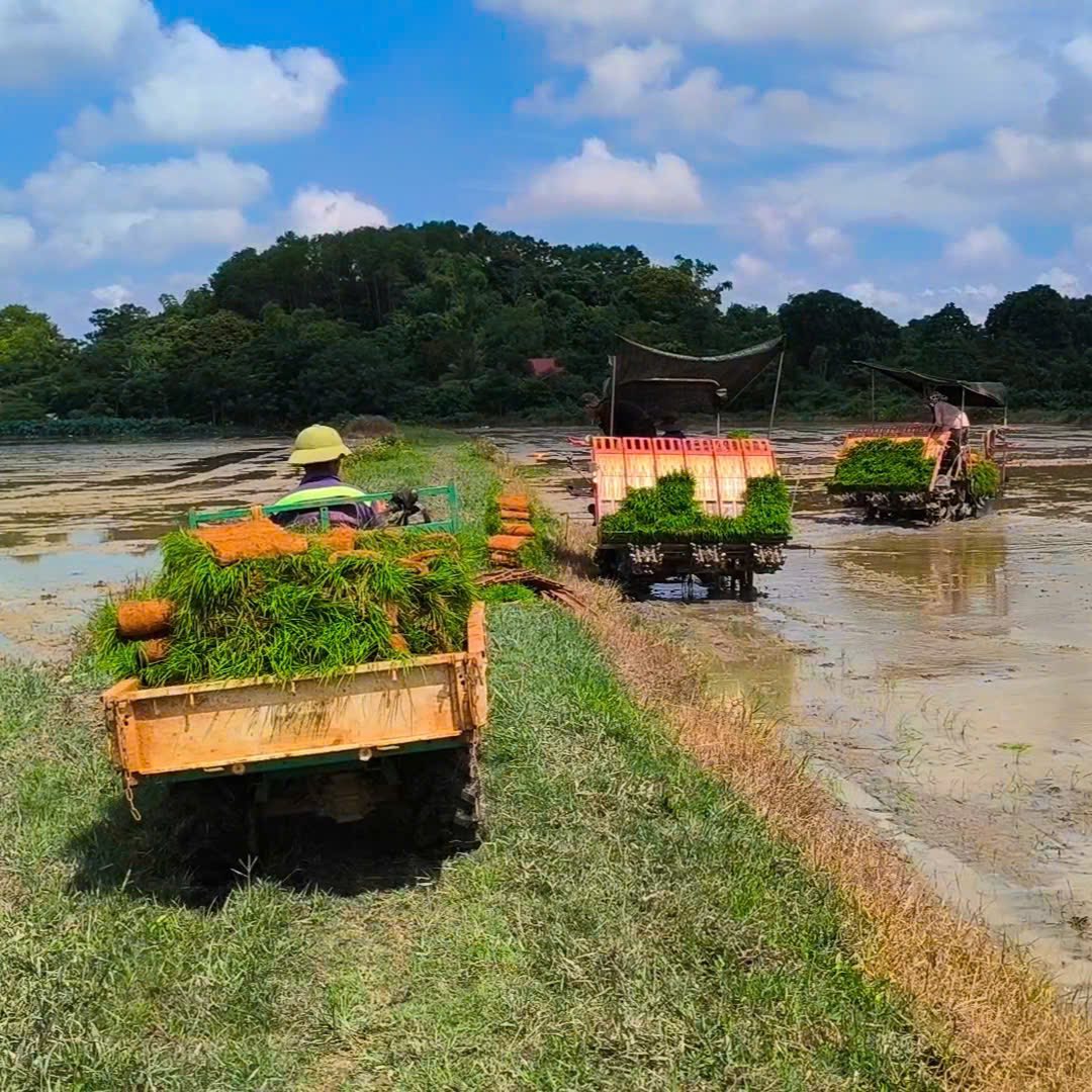 VinaGreen xây dựng vùng nguyên liệu chuẩn gieo cấy lúa vụ Hè Thu năm 2025
