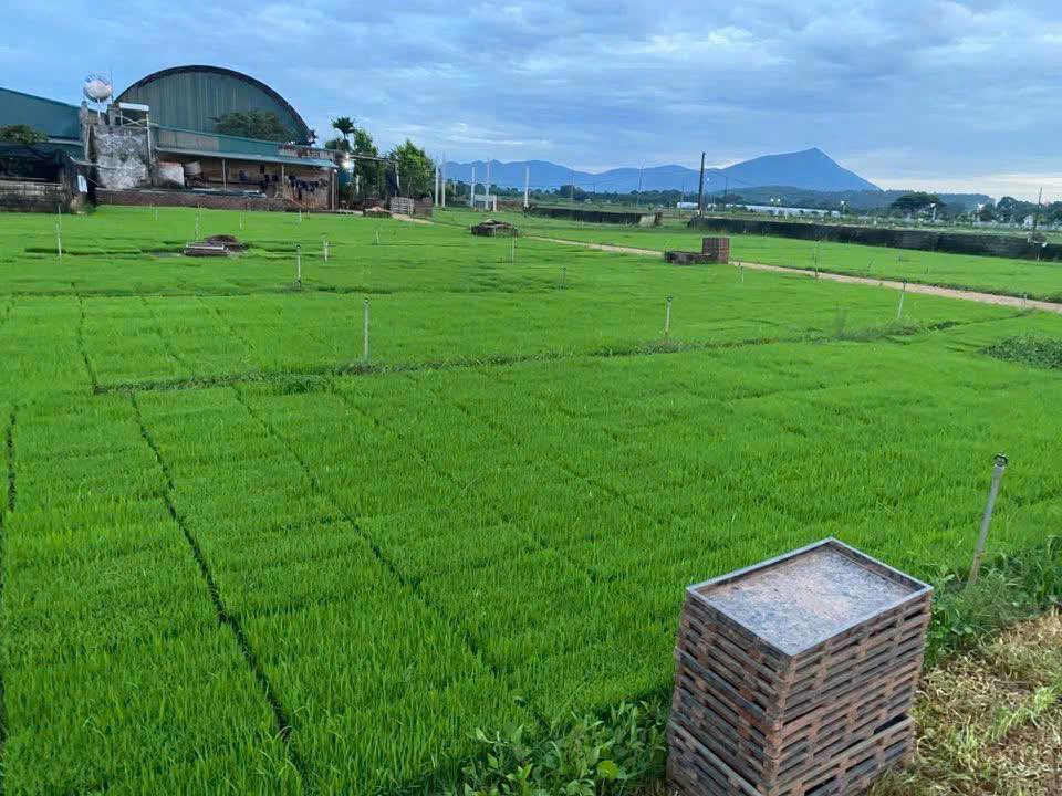 VinaGreen xây dựng vùng nguyên liệu chuẩn gieo cấy lúa vụ Hè Thu năm 2025